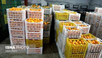 صادرات بیش از ۳۱ هزار تن مرکبات از ساری به بازارهای جهانی